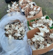 Parostki rogacz kozioł rogacz myłkus trofea poroże