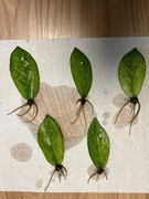 Zamioculcas Zamofilia Chameleon - w pełni ukorzenione listki 