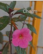 Achimenesy kłącze Charm 