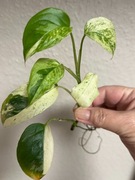 Monstera Adansonii Sp. Laniata Variegata ukorzeniona sadzonka