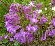 Tarczyca scutellaria pontica rózowa na skalniak 100 nasion