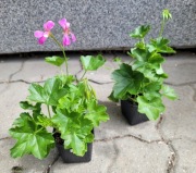 Pelargonia bluszczolistna różowa i czerwona, sadzonki RZESZÓW