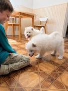 Samoyed Samojed FCI suczki gotowe do odbioru, kilkanaście lat doświadczenia