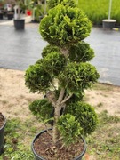 BONSAI bonsaj Lawsona Ivonne Cyprys