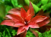Czerwona, łatwa, Ludwigia Red większą siostra tej mini  bez co2. Łodygowiec