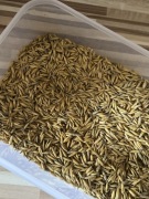 Owies dla królików 