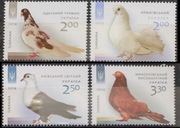 Fauna zwierzęta gołębie ptaki Ukraina