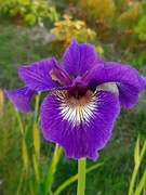 Irys syberyjski 'Tall, Dark and Handsome' Iris sibirica