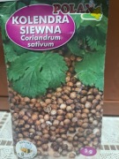 Kolendra siewna nasiona 