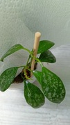 Hoya biakensis aff indonesia 