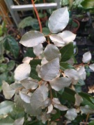 Elaeagnus x ebbingei COMPACTA