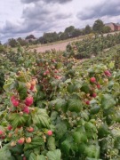 Sadzonki maliny Polana 20 sztuk