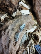 Porcellio scaber „Dalmatian” - isopody