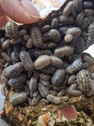 Isopody armadillidium granulatum