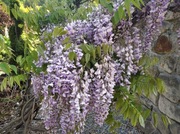 Piękne pnącze wisteria -glicynia 