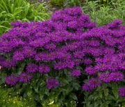 Pysznogłówka Grape Gumball