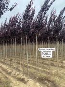 śliwa wiśniowa Pissardii, wiśnia Accolade, 6-30cm, na pniu 220cm,bryła