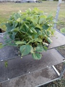 sadzonki truskawek   2 zł