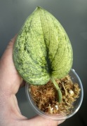 Scindapsus Exotica Mint - pędówka