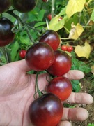 Pomidor Helsing Junction Blues  - Karma dla rybek