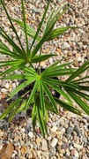 Zestaw Palm Mrozoodpornych 2szt. Trachycarpus Fortunei + T Wagnerianus