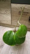 Hoya obovata Amelia 