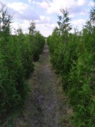 Thuja tuja Brabant gotowy żywopłot 150-180 cm w donicy 