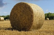 Słoma balot oraz siano dobrej jakości