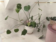 Roślina Monstera 120x90cm zdrowa