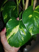 Epipremnum Aureum złociste cięta 