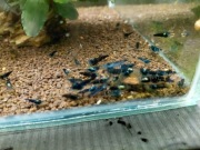 Krewetki dragon blood 10szt