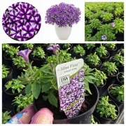 Supertunia Vista mini Violet Star wysyłka natychmiast