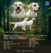  Szczenięta Labrador Retriever ZKwP/ FCI