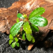 Bucephalandra Lamandau Classic, forma emersyjna 4-8 cm