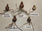 Cebule Hippeastrum (Amarylis)