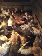 Kurczeta 5 tygodniowe z przydomowego amatorskiej hodowli