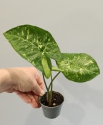 Syngonium panda Zroślicha