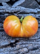 DWARF BIG ORANGE STRIPE Pomidor Kolekcjonerski / 194