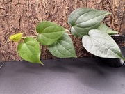 Pieprz Czarny Sadzonka (pieprz nigrum) Tropikalna roślina