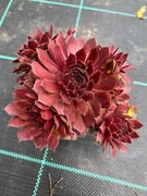 Rojniki nr 7 sadzonka p9