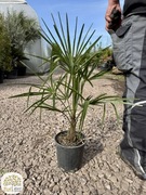 Szorstkowiec Fortunego, Trachycarpus fortunei, pień 5-10,15-20cm,palma