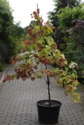 Judaszowiec kanadyjski 'Eternal Flame' - odbiór osobisty
