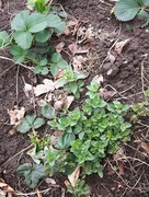 Oregano _ lebiodka pospolita