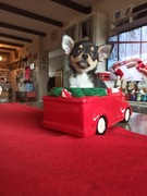 Chihuahua ZKwP FCI po Championie Polski Wichiking FCI Opole 