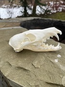 Czaszka LISA jenota borsuka łani. Profesjonalna preparacja 23,97 pkt CiC 