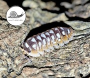 Armadillidium klugii white dots isopod prosionki