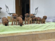 Rhodesian Ridgeback