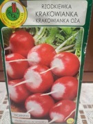Rzodkiewka 'Krakowianka'