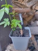 Chmiel -  Centennial odmiana z USA sadzonka 