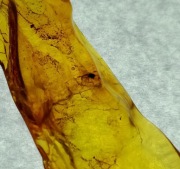 Bursztyn Bałtycki Inkluzja